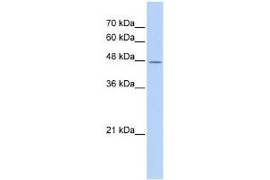 TAF7L antibody used at 1 ug/ml to detect target protein. (TAF7L anticorps)