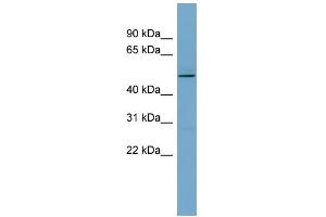 WB Suggested Anti-TCP11 Antibody Titration: 0.
