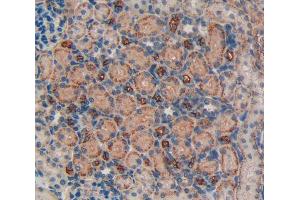 IHC-P analysis of kidney tissue, with DAB staining. (LIFR anticorps  (AA 642-791))