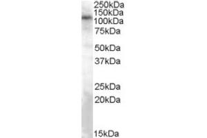 Image no. 1 for anti-Transient Receptor Potential Cation Channel, Subfamily C, Member 4 (TRPC4) (Internal Region) antibody (ABIN375258) (TRPC4 anticorps  (Internal Region))