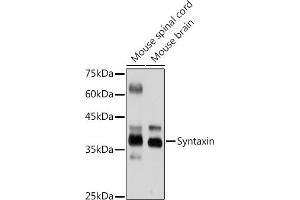 Western blot analysis of extracts of various cell lines, using Syntaxin antibody (ABIN7270685) at 1:1000 dilution.