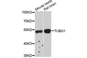 Western blot analysis of extracts of various cell lines, using TUBG1 antibody (ABIN1882342) at 1:1000 dilution. (TUBG1 anticorps)