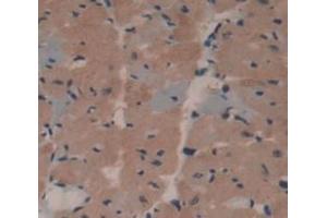 IHC-P analysis of Mouse Tissue, with DAB staining. (MTTP anticorps  (AA 28-459))
