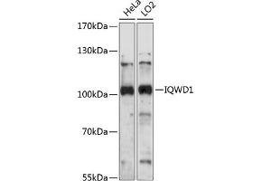 Western blot analysis of extracts of various cell lines, using IQWD1 antibody (ABIN7266684) at 1:1000 dilution. (DCAF6 anticorps  (AA 460-650))