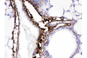 Collagen I was detected in paraffin-embedded sections of mouse lung tissues using rabbit anti- Collagen I Antigen Affinity purified polyclonal antibody (Catalog # ) at 1 µg/mL. (COL1A1 anticorps  (C-Term))
