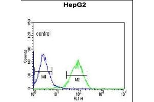 NR5A1 Antibody (N-term) (ABIN651299 and ABIN2840177) flow cytometric analysis of HepG2 cells (right histogram) compared to a negative control cell (left histogram). (NR5A1 anticorps  (N-Term))