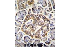 GRIN2A Antibody (C-term) (ABIN655337 and ABIN2844902) immunohistochemistry analysis in formalin fixed and paraffin embedded human pancreas tissue followed by peroxidase conjugation of the secondary antibody and DAB staining. (NMDAR2A anticorps  (C-Term))