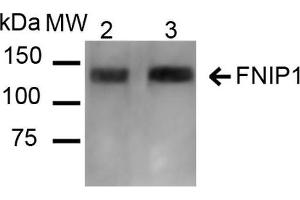 Western blot analysis of Mouse, Rat Kidney showing detection of ~131 kDa FNIP1 protein using Rabbit Anti-FNIP1 Polyclonal Antibody . (FNIP1 anticorps  (HRP))