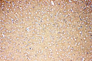Anti-EAAT1 antibody, IHC(P): Rat Brain Tissue