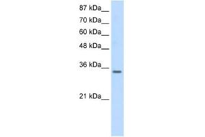 SNRPA antibody used at 0. (SNRPA1 anticorps  (Middle Region))