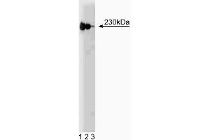 Western blot analysis of p230 trans-Golgi on a HeLa lysate. (p230 Trans Golgi (AA 2063-2179) anticorps)