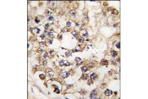 Image no. 1 for anti-Pancreatic and Duodenal Homeobox 1 (PDX1) (N-Term) antibody (ABIN360026) (PDX1 anticorps  (N-Term))