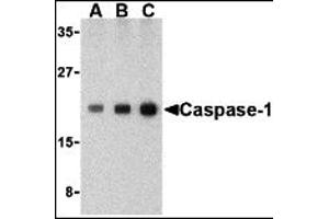Western Blotting (WB) image for anti-Caspase 1 (CASP1) (C-Term) antibody (ABIN1030315) (Caspase 1 anticorps  (C-Term))