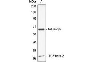 Western blot analysis of TGF beta 2 expression in full lenth TGFB2 recombinant protein (A) whole cell lysates. (TGFB2 anticorps)