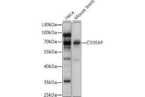 Western blot analysis of extracts of various cell lines, using CD3EAP antibody (ABIN7266194) at 1:1000 dilution.