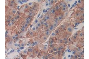 Detection of FBLN4 in Human Stomach Tissue using Polyclonal Antibody to Fibulin 4 (FBLN4)