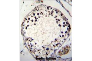 PTCHD3 Antibody immunohistochemistry analysis in formalin fixed and paraffin embedded human testis tissue followed by peroxidase conjugation of the secondary antibody and DAB staining.