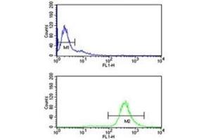 anti-Eukaryotic Translation Initiation Factor 2A, 65kDa (EIF2A) (AA 437-465) antibody