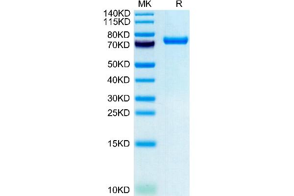 CLEC2D Protein (AA 60-191) (Fc-Avi Tag)