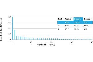 Protein Array (PAr) image for anti-Tryptophan Hydroxylase 2 (TPH2) antibody (ABIN7456102)