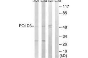 Western blot analysis of extracts from LOVO/HepG2/mouse brain cells, using POLD3 Antibody. (POLD3 anticorps  (AA 411-460))
