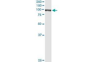 Western Blotting (WB) image for anti-Glutaminyl-tRNA Synthetase (QARS) (AA 677-776) antibody (ABIN598566) (QARS anticorps  (AA 677-776))