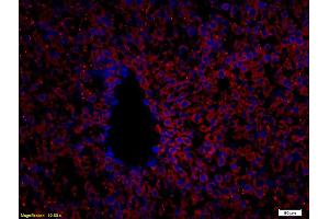 Formalin-fixed and paraffin embedded rat liver labeled with Anti CYP2C9 Polyclonal Antibody, Unconjugated (ABIN681208) followed by conjugation to the secondary antibody