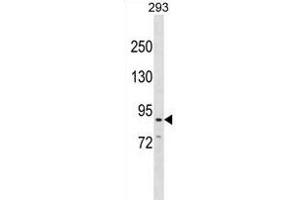 CDH26 Antibody (C-term) (ABIN1881190 and ABIN2838866) western blot analysis in 293 cell line lysates (35 μg/lane).