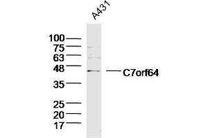 Lane 1: A431 lysates probed with C7orf64 Polyclonal Antibody, Unconjugated  at 1:300 overnight at 4˚C. (C7orf64 anticorps  (AA 1-100))