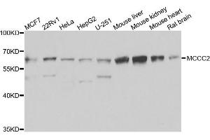 Western blot analysis of extracts of various cells, using MCCC2 antibody. (MCCC2 anticorps)