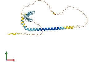 AlphaFold protein structure predicition of Mouse Recombinant Reep3 Protein, UniprotID Q99KK1