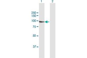 Western Blot analysis of KIF3B expression in transfected 293T cell line by KIF3B MaxPab polyclonal antibody.
