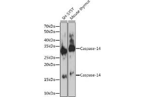 Western blot analysis of extracts of various cell lines, using Caspase-14 Rabbit mAb (ABIN7266113) at 1:1000 dilution. (CASP14 anticorps)