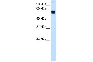 WB Suggested Anti-DOK1 Antibody Titration:  0. (DOK1 anticorps  (C-Term))