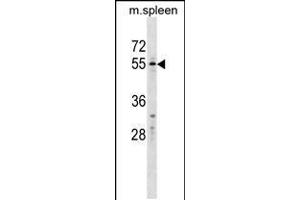 Western blot analysis in mouse spleen tissue lysates (35ug/lane). (WFIKKN2 anticorps  (C-Term))