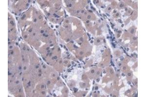Detection of CAPN9 in Human Stomach Tissue using Polyclonal Antibody to Calpain 9 (CAPN9) (Calpain 9 anticorps  (AA 42-340))