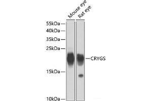 Western blot analysis of extracts of various cell lines using CRYGS Polyclonal Antibody at dilution of 1:4000. (CRYGS anticorps)