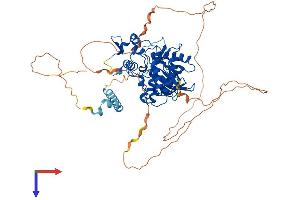 AlphaFold protein structure predicition of Human Recombinant DYRK1B Protein, UniprotID Q9Y463