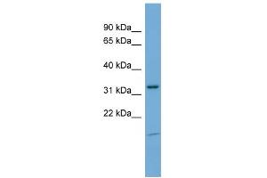 WB Suggested Anti-NEGR1 Antibody Titration: 0. (NEGR1 anticorps  (N-Term))