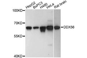 Western blot analysis of extracts of various cell lines, using DDX56 antibody. (DDX56 anticorps  (AA 318-547))