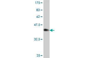 Western Blot detection against Immunogen (37. (RNF157 anticorps  (AA 556-655))