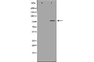 Western blot analysis of K562  lysate using RALBP1 antibody. (RALBP1 anticorps  (N-Term))