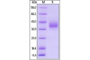 Biotinylated Human LILRA5, His,Avitag on  under reducing (R) condition. (LILRA5 Protein (AA 42-268) (His tag,AVI tag,Biotin))