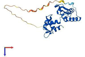 AlphaFold protein structure predicition of Human Recombinant MYL6B Protein, UniprotID P14649