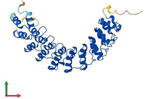 AlphaFold protein structure predicition of Human Recombinant ANKRD16 Protein, UniprotID Q6P6B7