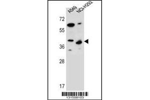 Western blot analysis in A549,NCI-H292 cell line lysates (35ug/lane). (PPP1R42 anticorps  (C-Term))