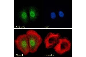 (ABIN185607) Immunofluorescence analysis of paraformaldehyde fixed U2OS cells, permeabilized with 0. (LEF1 anticorps  (Internal Region))