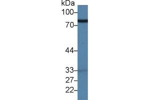 Detection of LTF in Gallus Spleen lysate using Polyclonal Antibody to Lactoferrin (LTF)