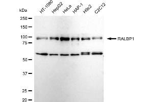 Western blotting analysis using RALBP1 antibody (ABIN7800126). (Recombinant RALBP1 anticorps)
