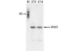 Western Blot of anti-Wdr5 antibody Western Blot results of Rabbit anti-Wdr5 antibody. (WDR5 anticorps  (Internal Region))